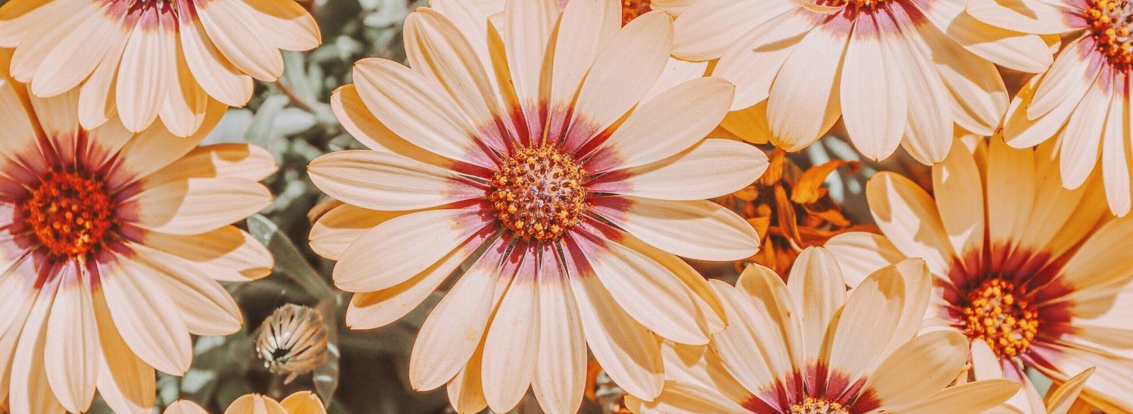 yellow and red flowers in tilt shift lens